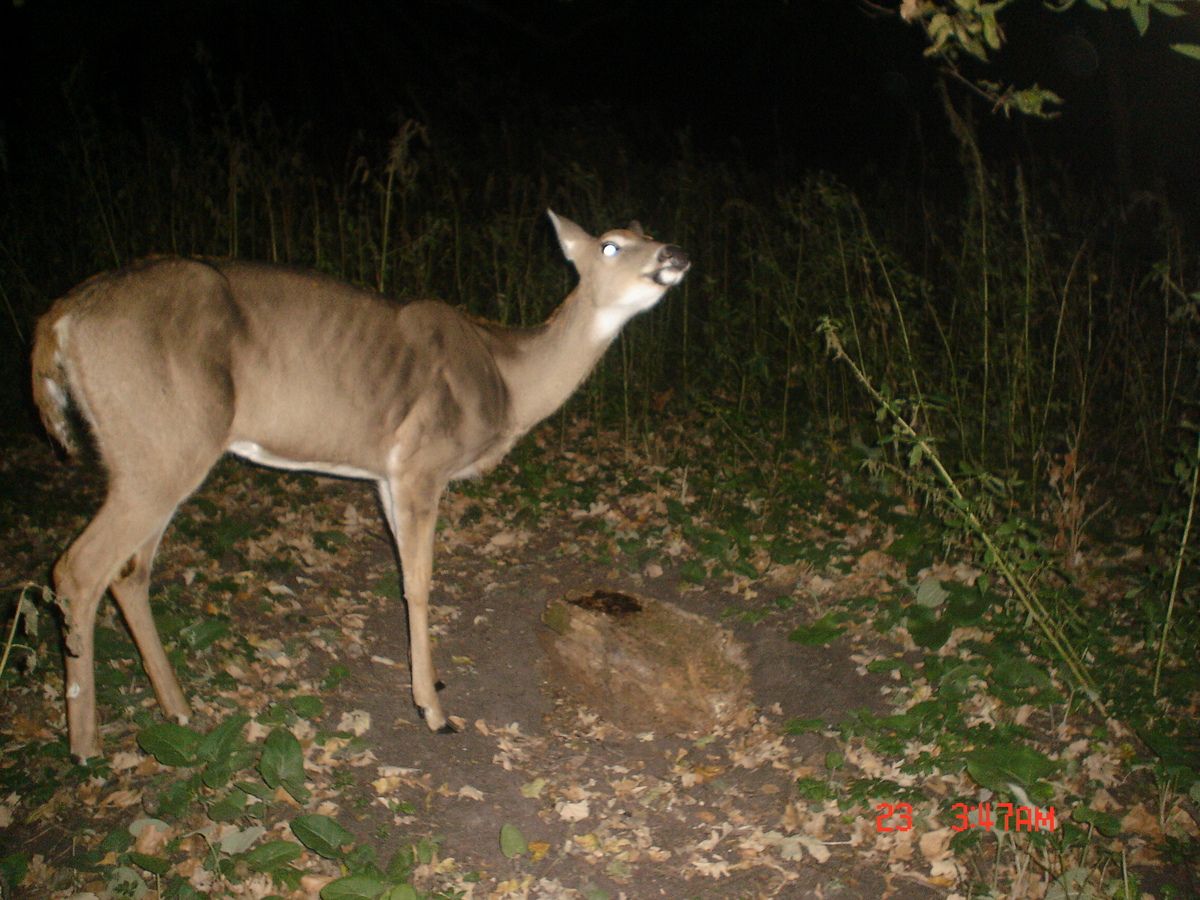 Dewitts09-29-201232.jpg
