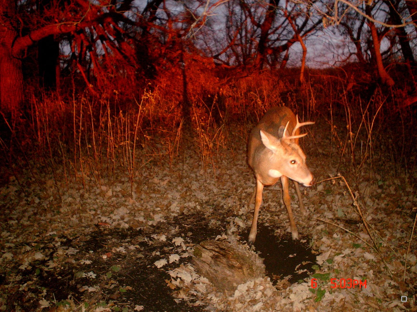 Dewitts11-07-201276.jpg