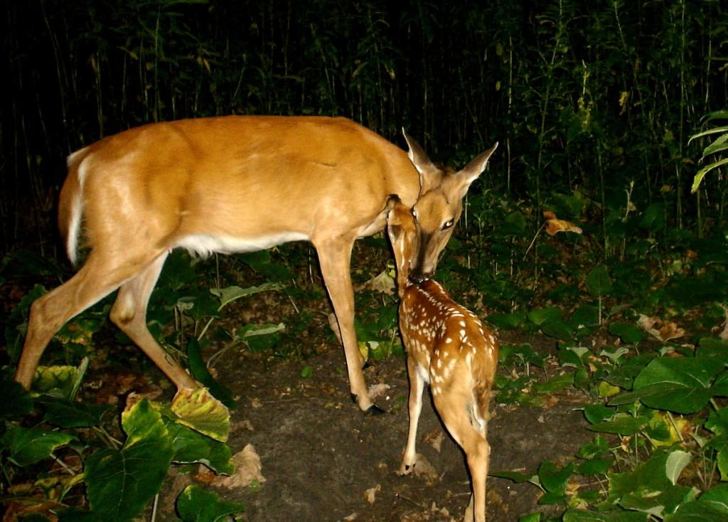Dewittso7-20-201229.jpg