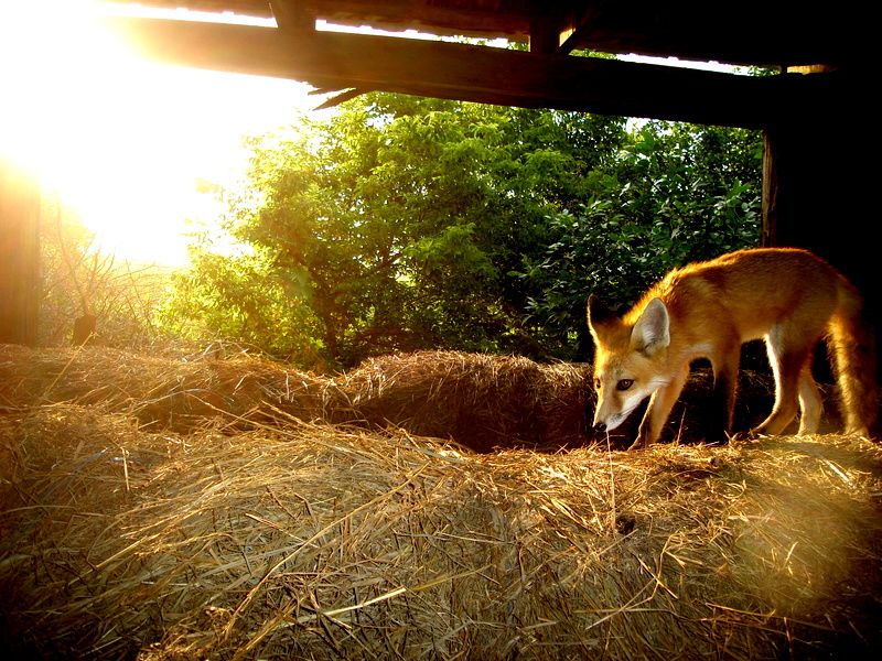 Foxbales06-30-20122.jpg