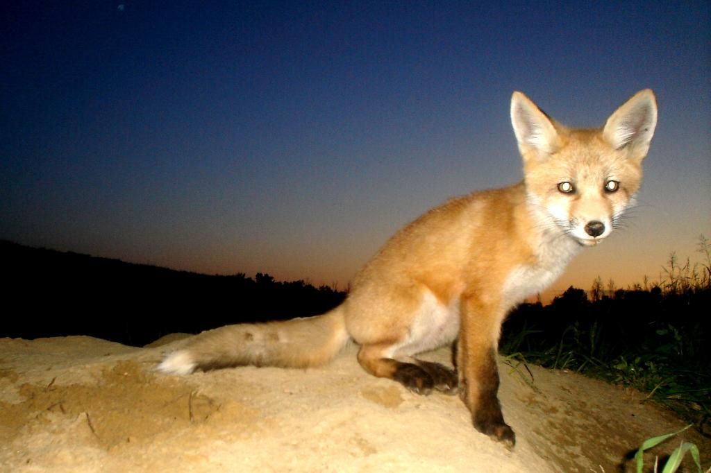Foxden05-29-201234.jpg