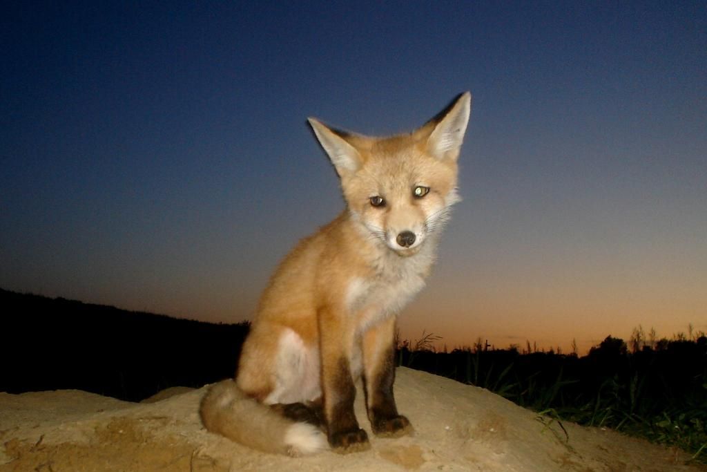 Foxden05-29-201235.jpg