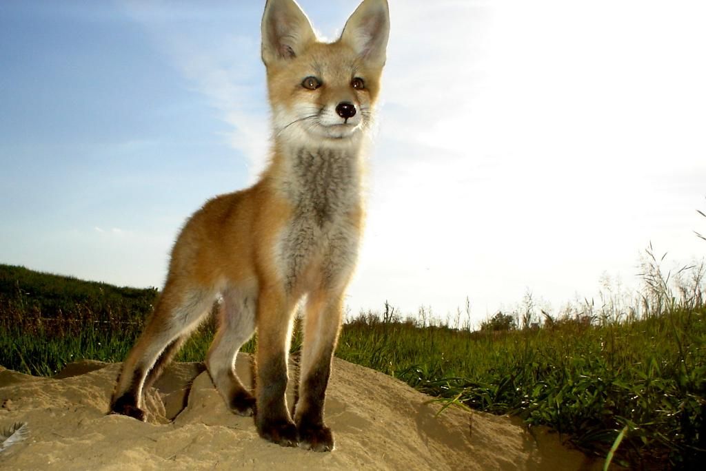 Foxden06-04-20128-1.jpg