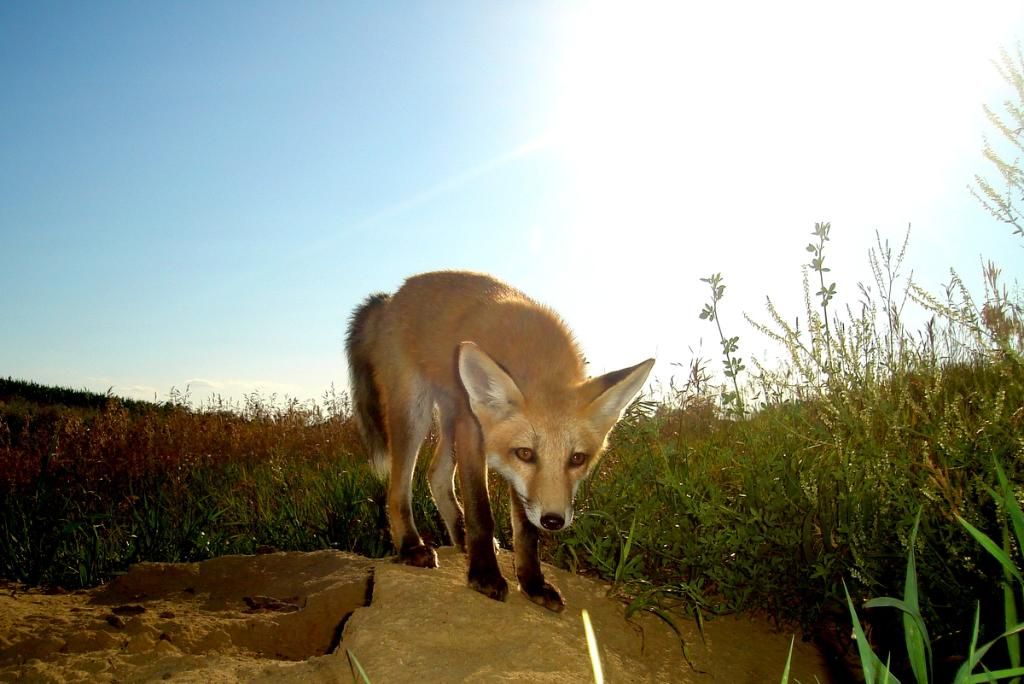 Foxden07-12-201223.jpg