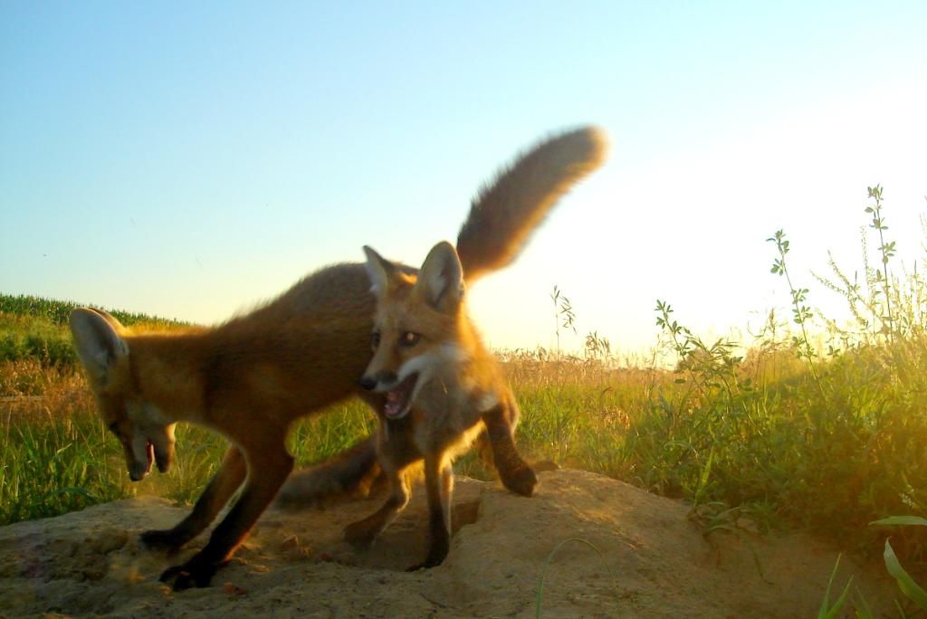 Foxden07-12-20125.jpg