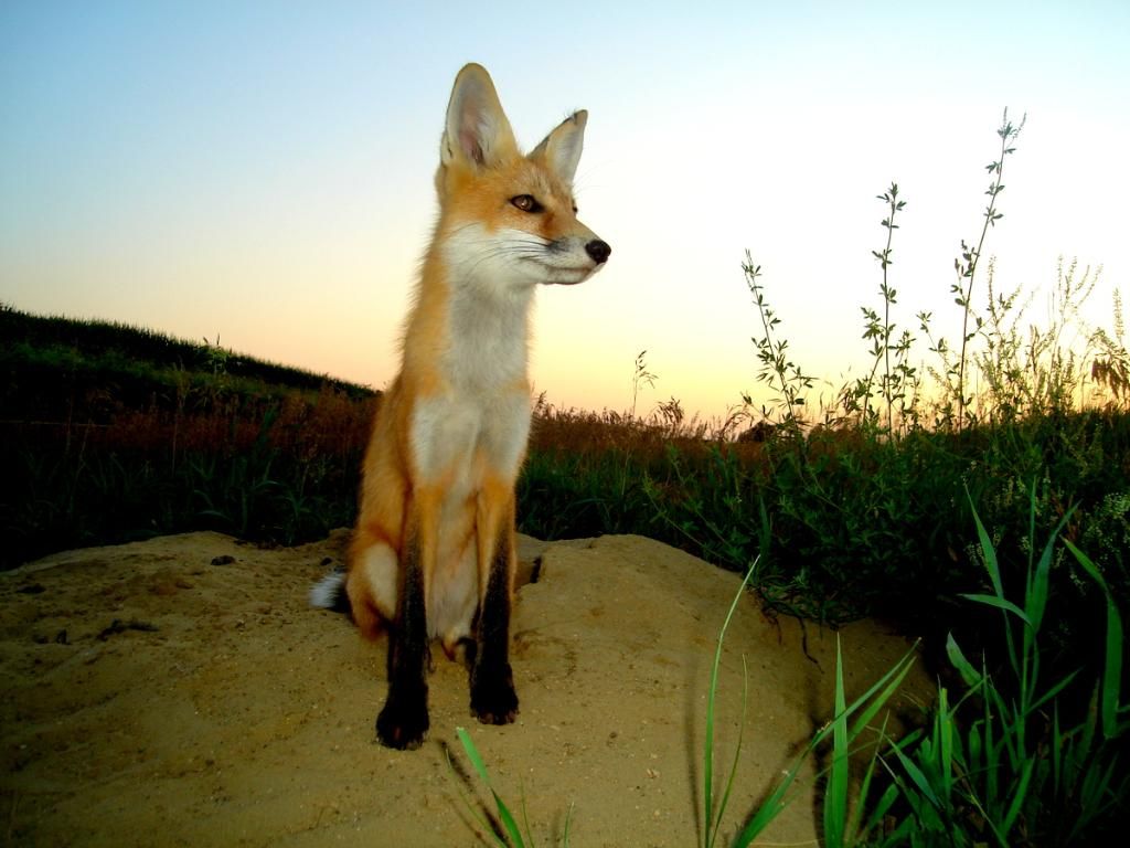 Foxden07-19-201225.jpg