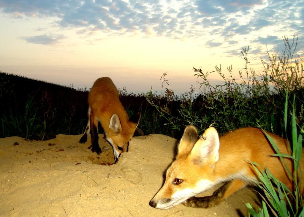 Foxden07-24-20123.jpg