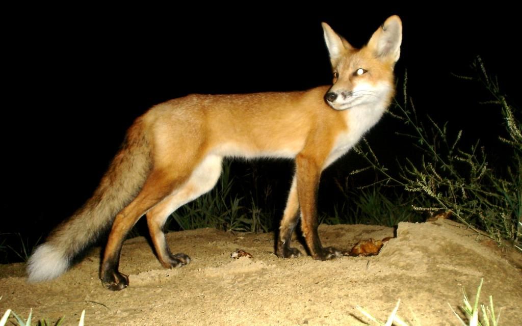 Foxden08-09-201250.jpg