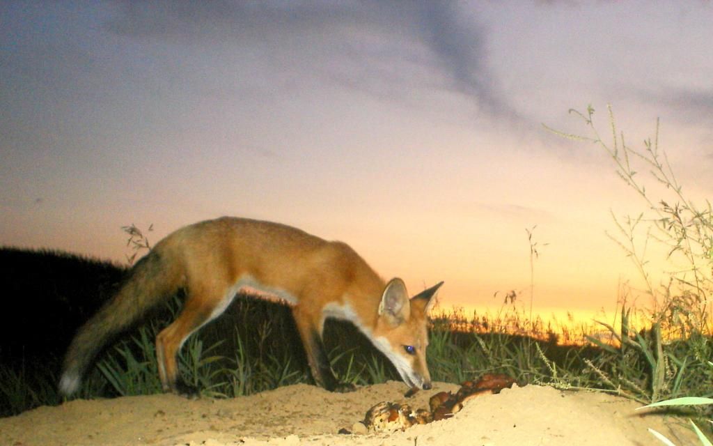 Foxden08-10-201210.jpg