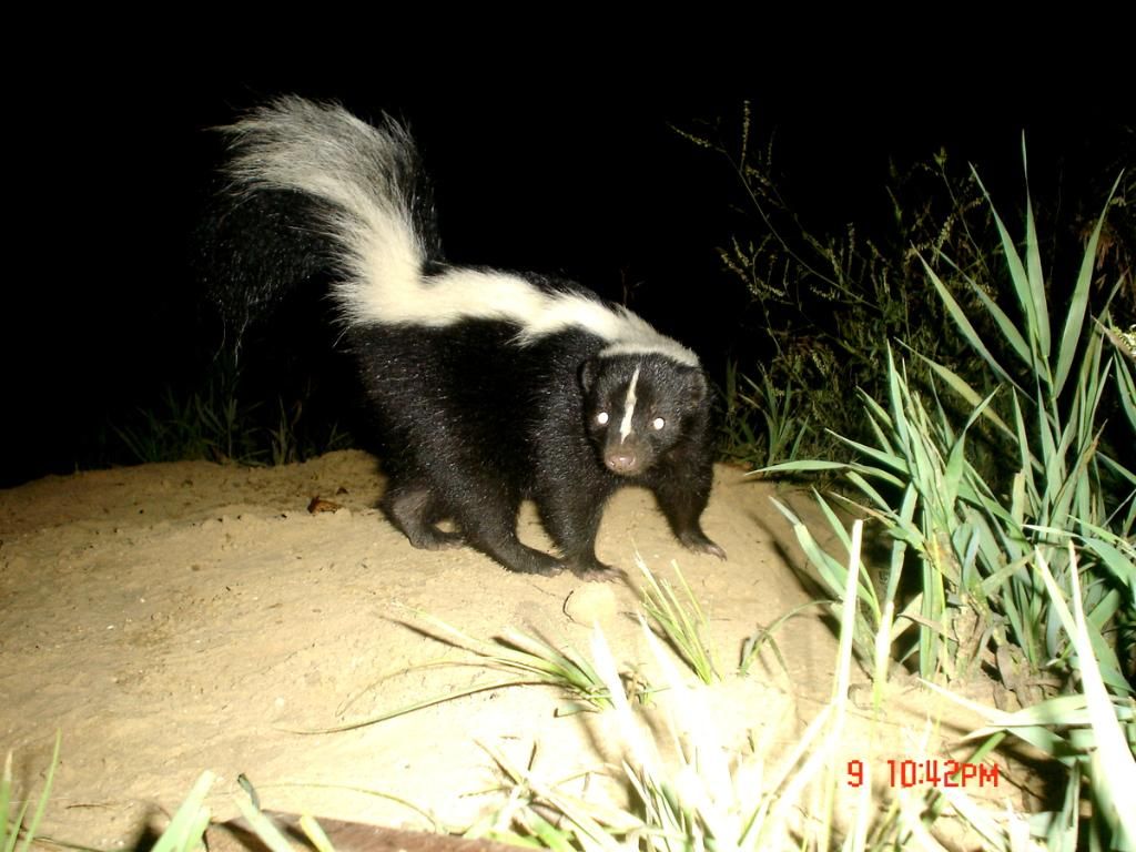 Foxden08-10-201231.jpg