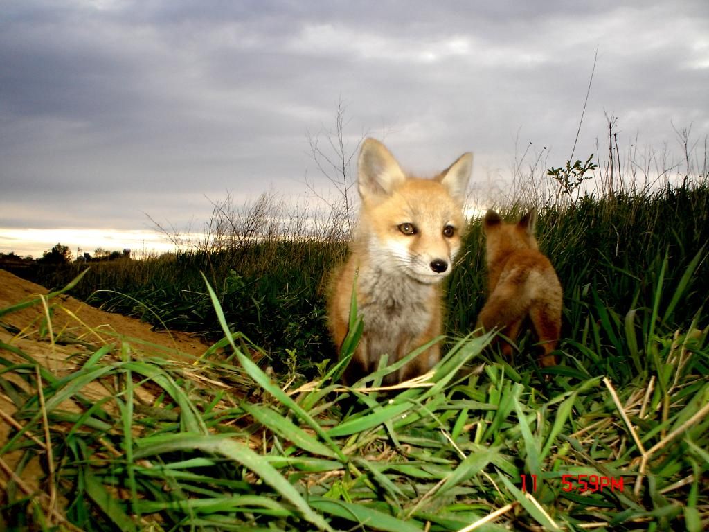 Foxden105-12-20123.jpg