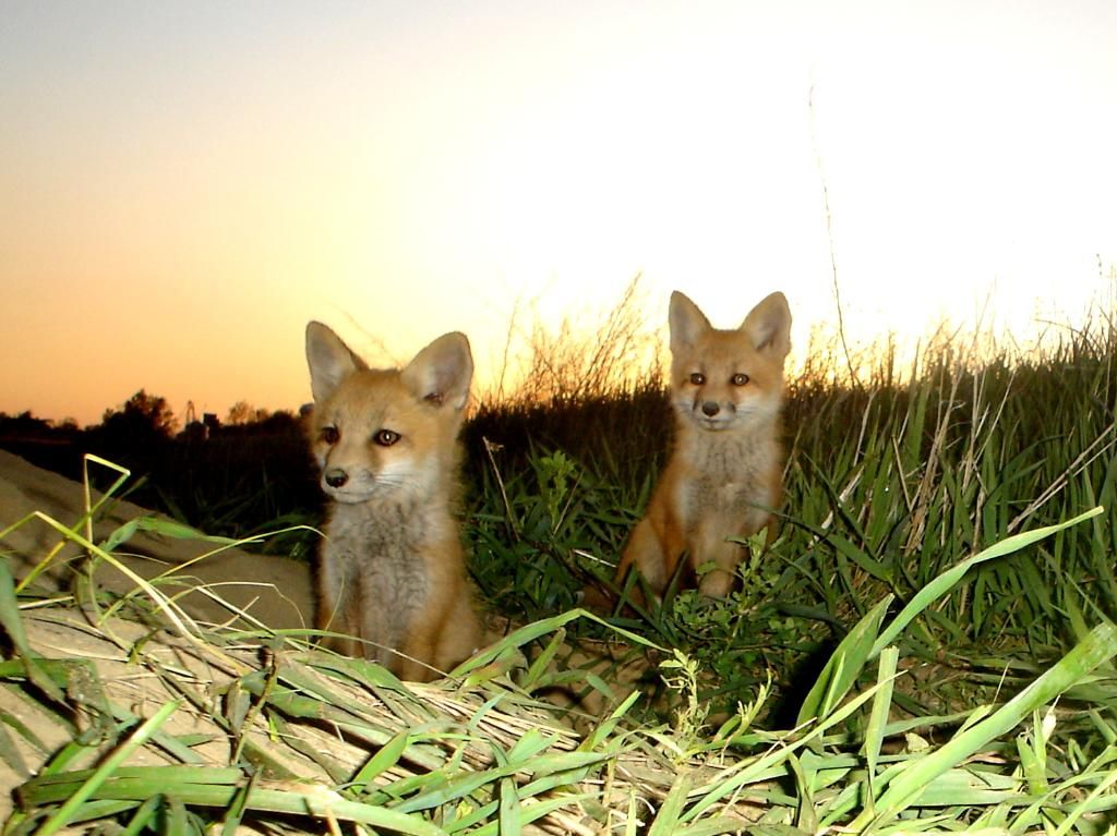 Foxden105-13-201237.jpg