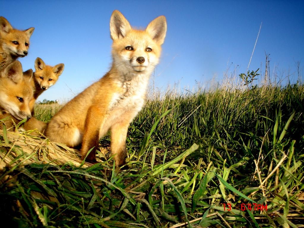 Foxden105-13-201250.jpg