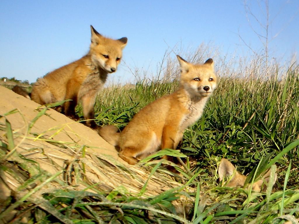 Foxden105-13-201259.jpg