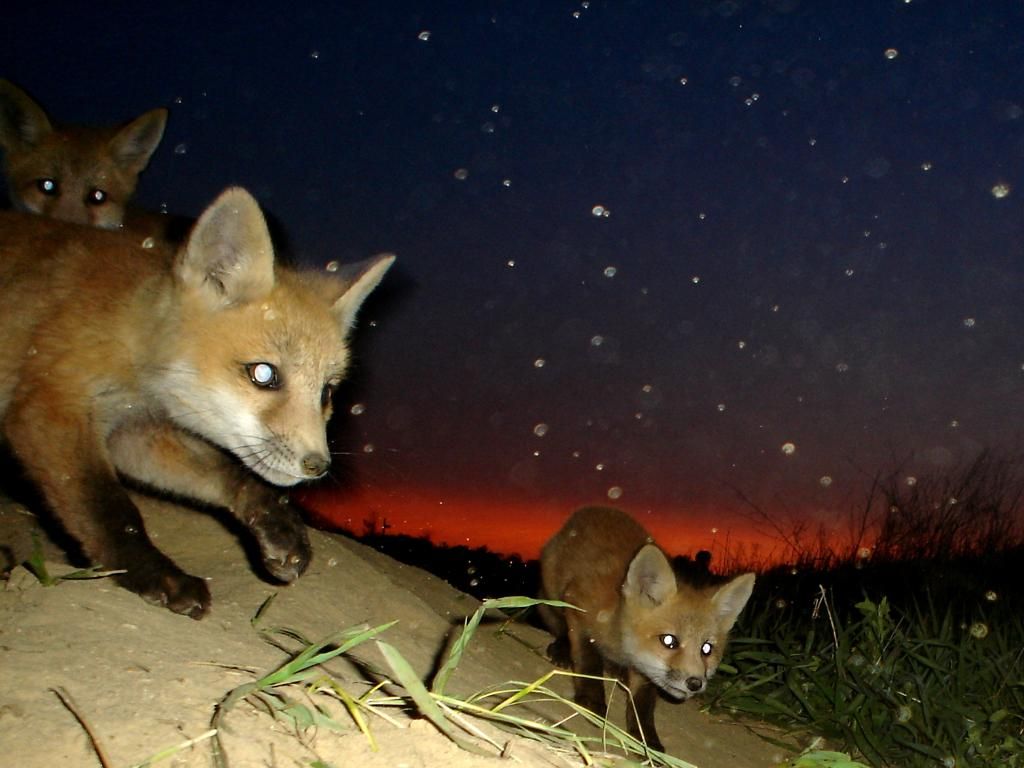 Foxden105-14-201234.jpg