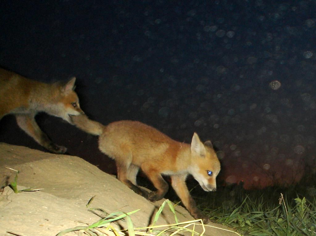 Foxden105-14-201248.jpg