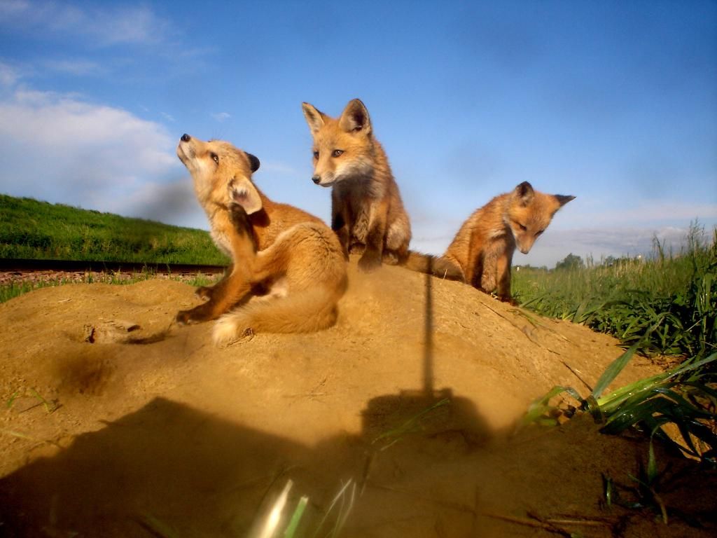 Foxden105-25-2012152.jpg