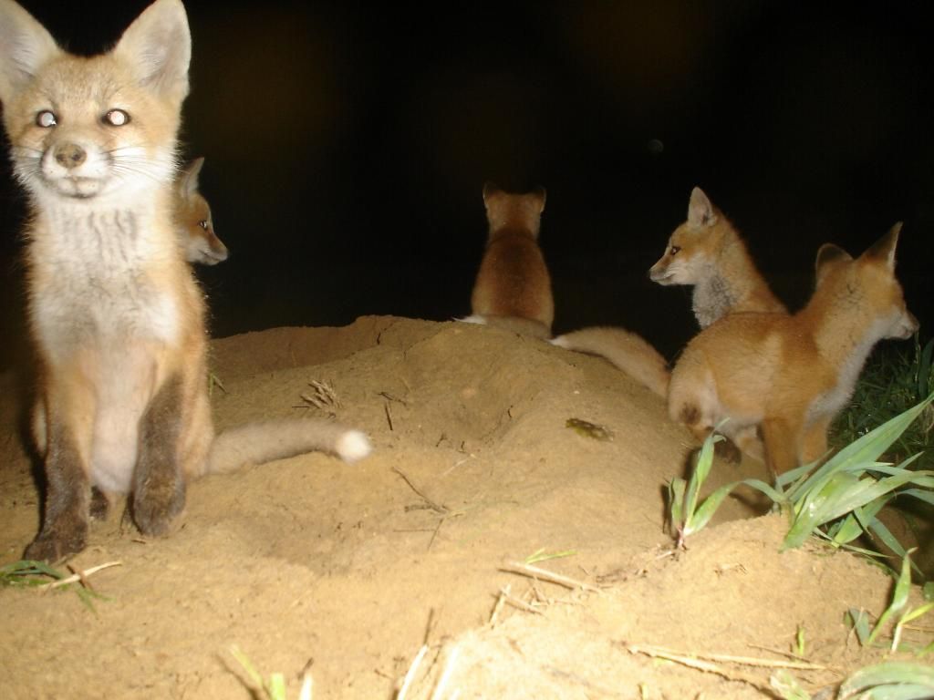 Foxden105-25-201216.jpg