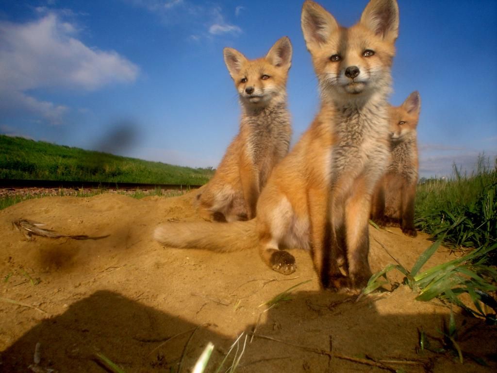Foxden105-25-2012209.jpg