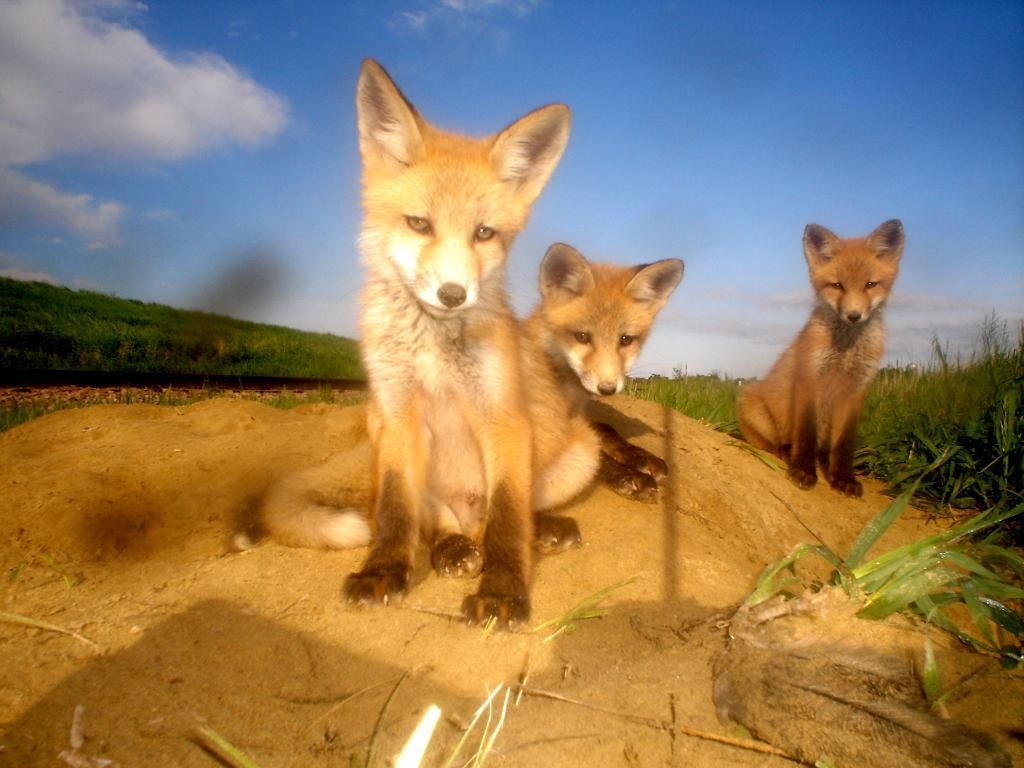 Foxden105-25-2012214.jpg