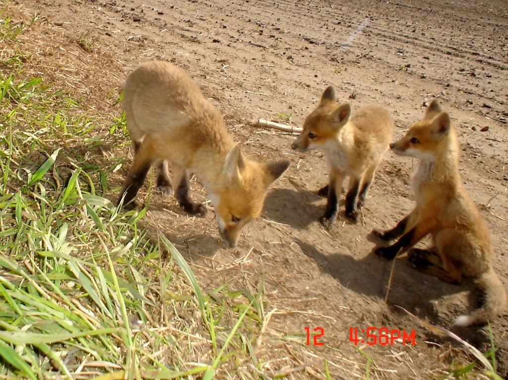 Foxden205-13-2012132.jpg