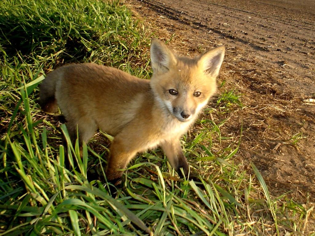 Foxden205-13-2012262.jpg