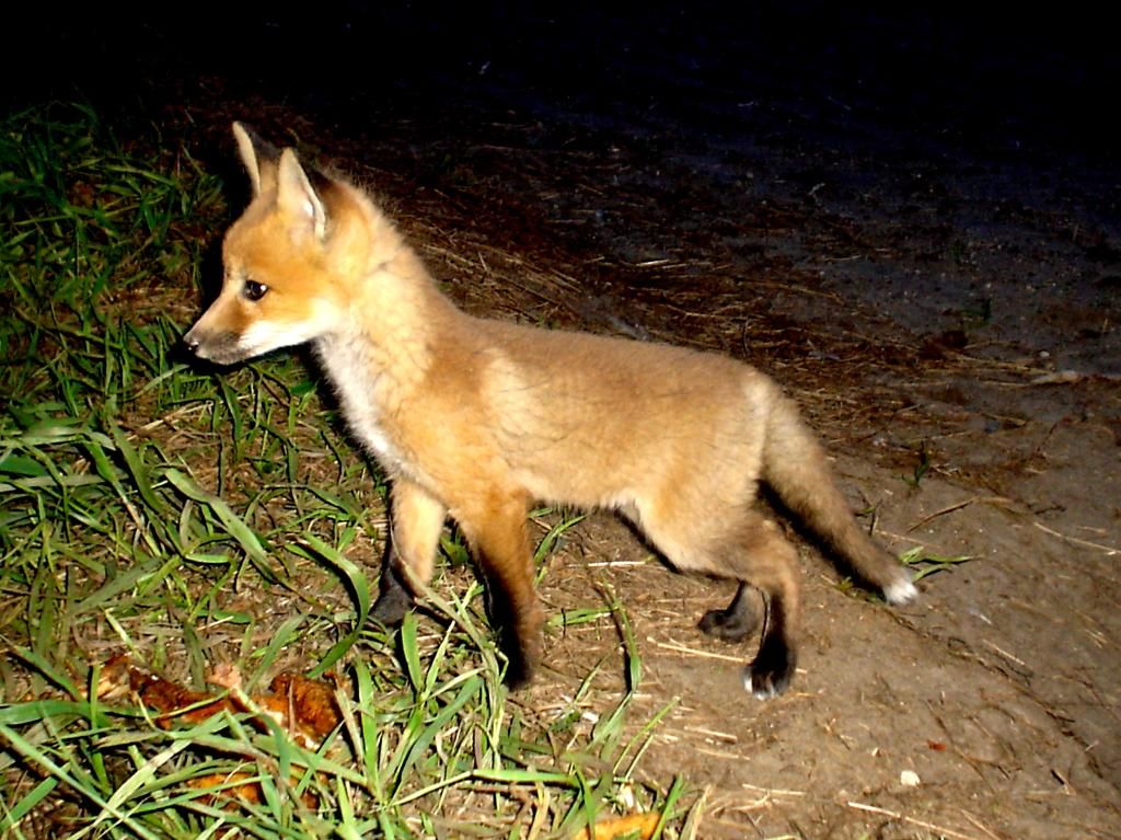 Foxden205-14-20128.jpg