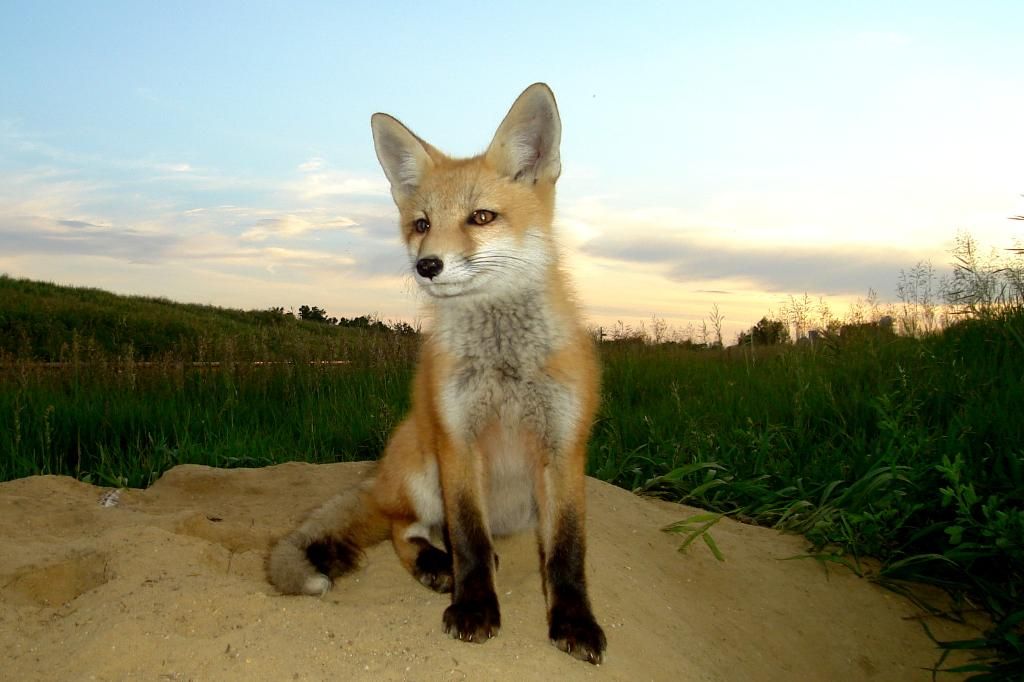 Foxdens60006-06-201211.jpg