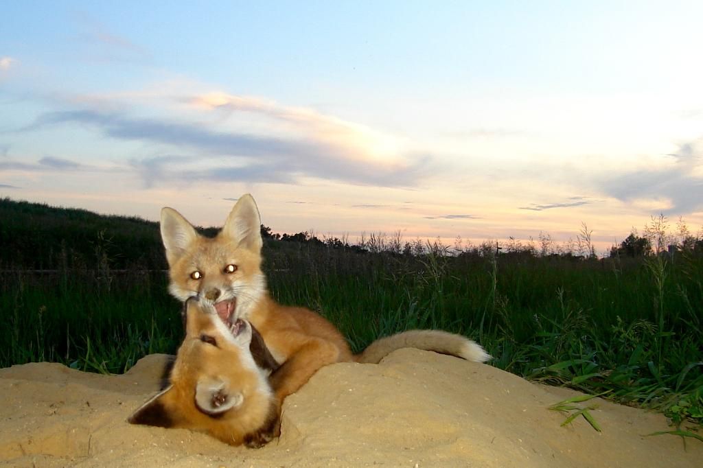 Foxdens60006-06-201258.jpg