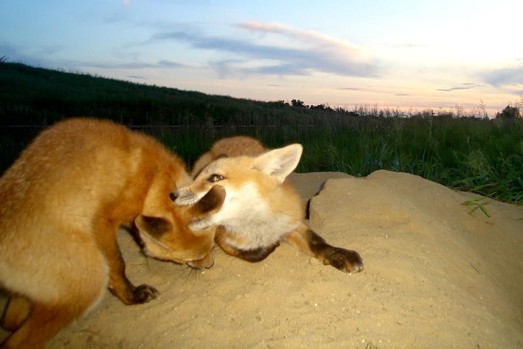 Foxdens60006-06-201269.jpg