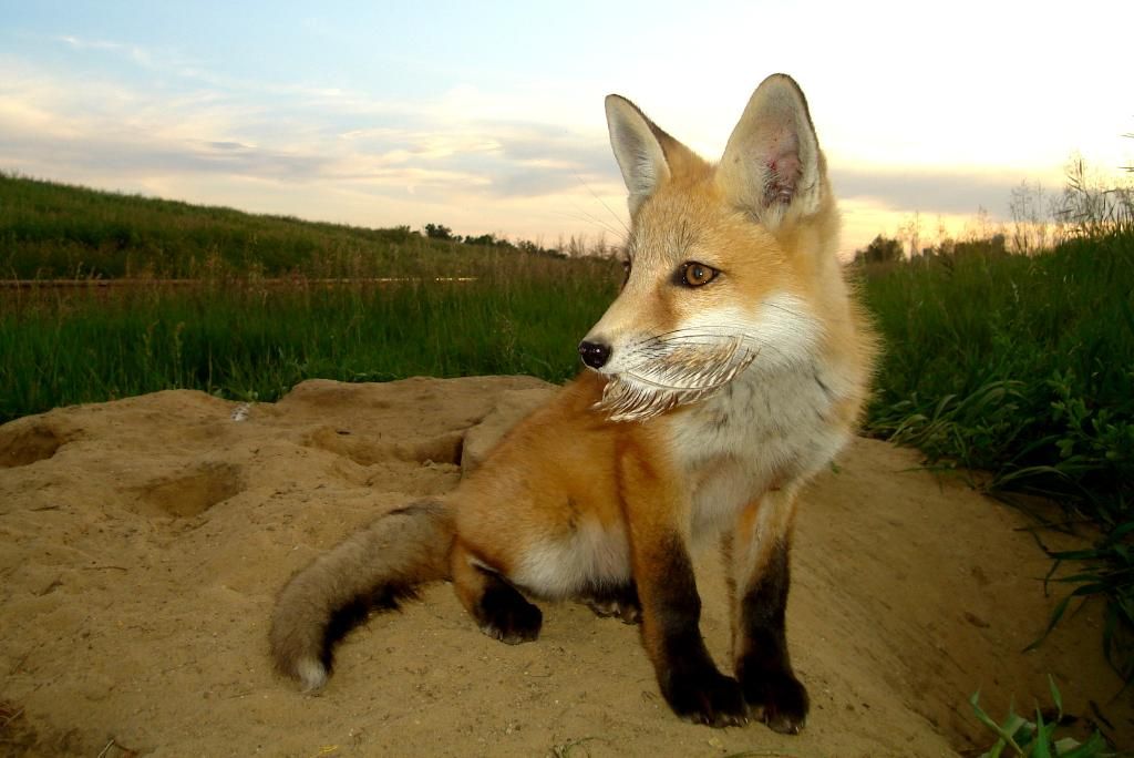 Foxdens60006-06-20127.jpg