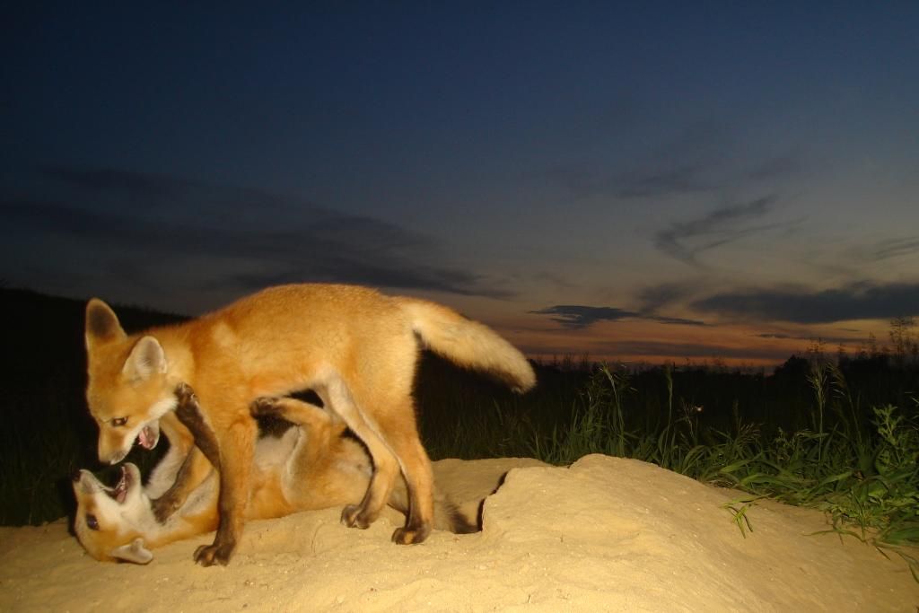 Foxdens60006-06-201292.jpg