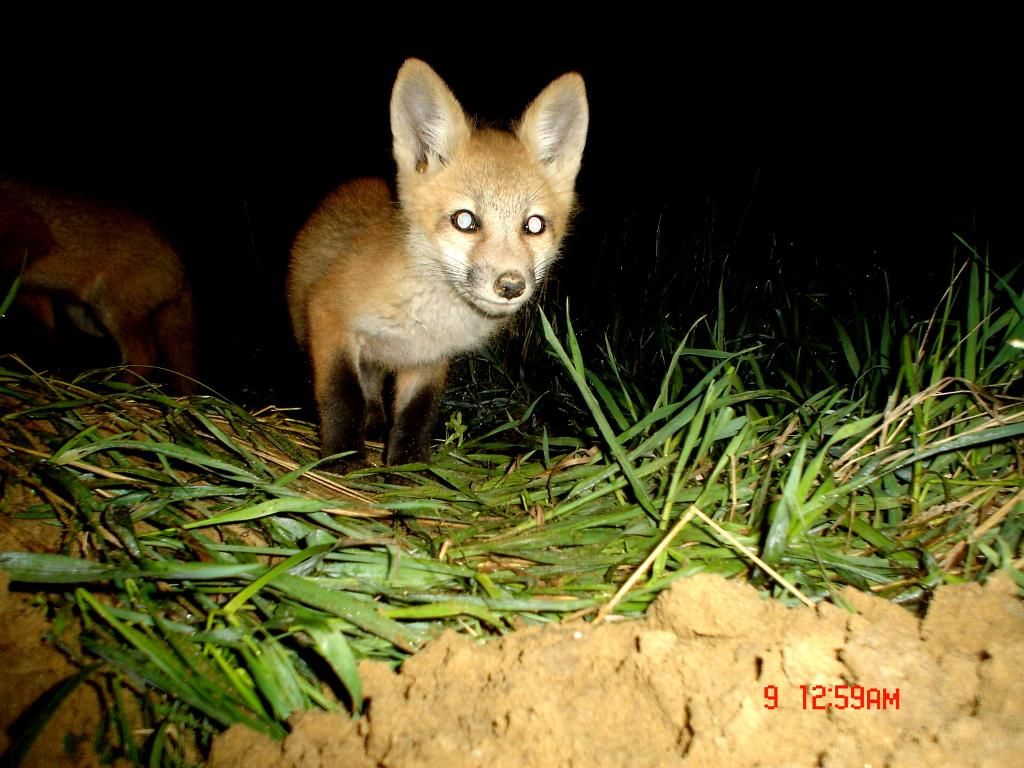 Foxpups105-09-201214.jpg