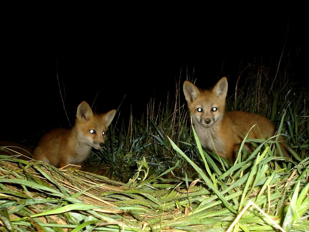 Foxpups105-09-201218.jpg