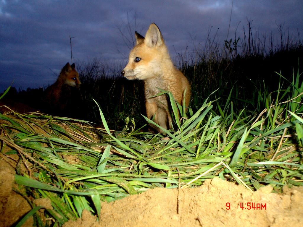 Foxpups105-09-201260.jpg