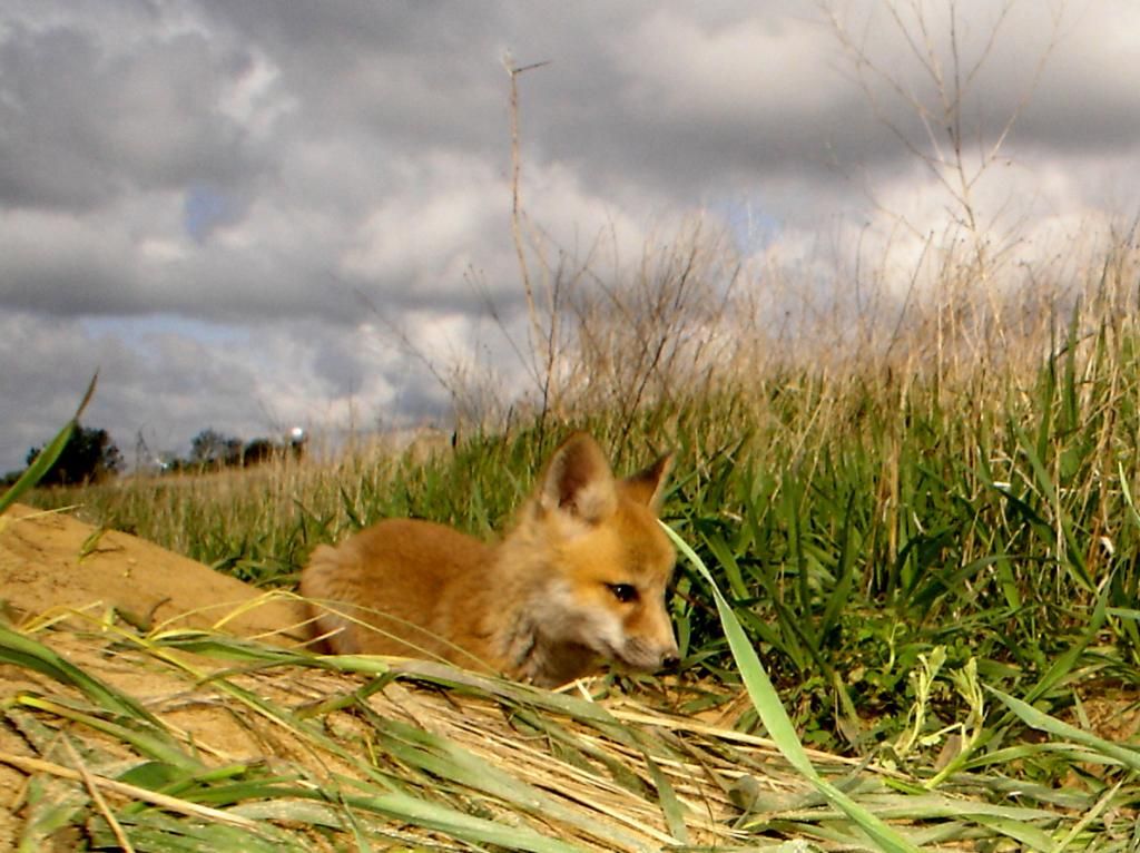 Foxpups105-09-201271.jpg