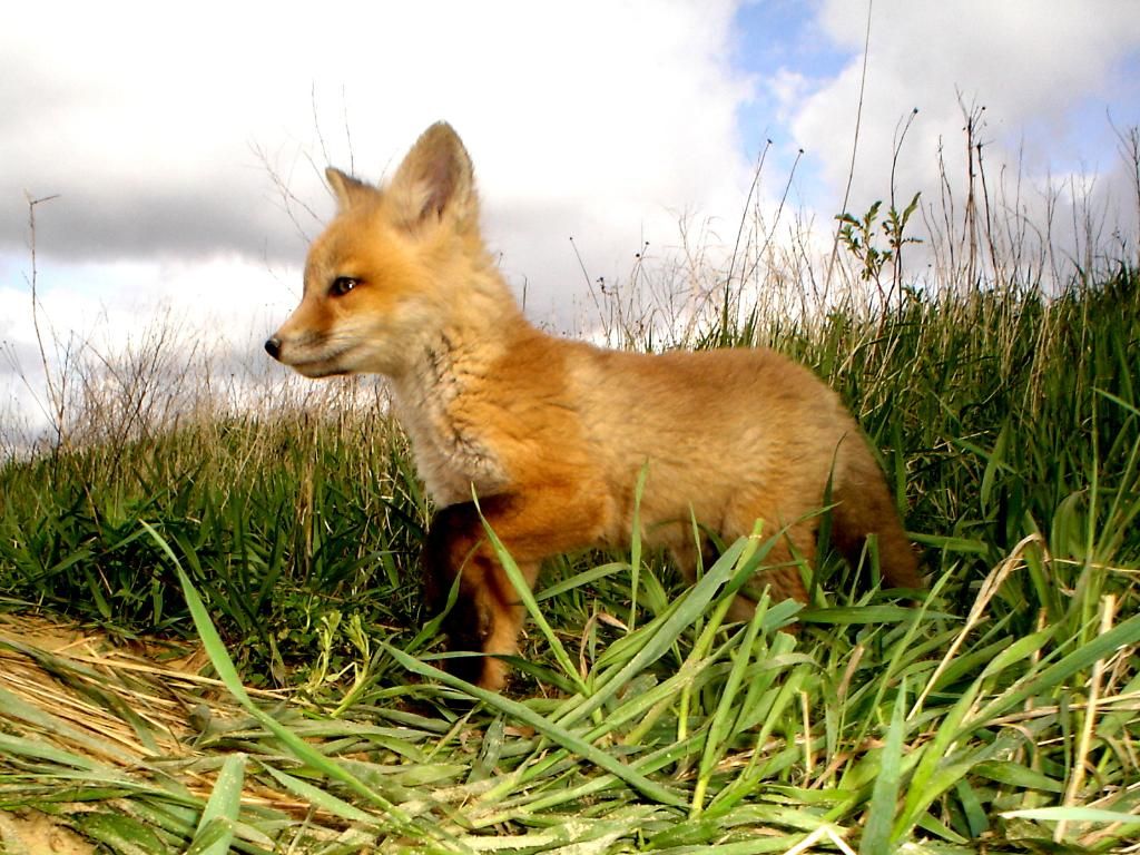 Foxpups105-09-201281.jpg
