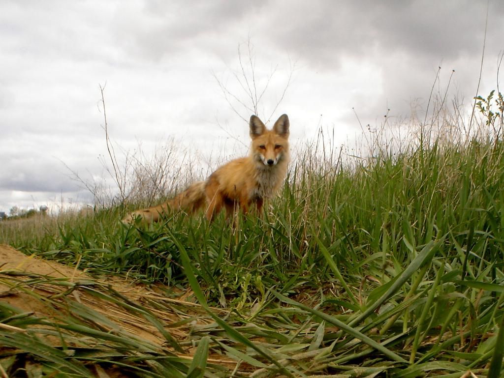 Foxpups105-09-201287.jpg