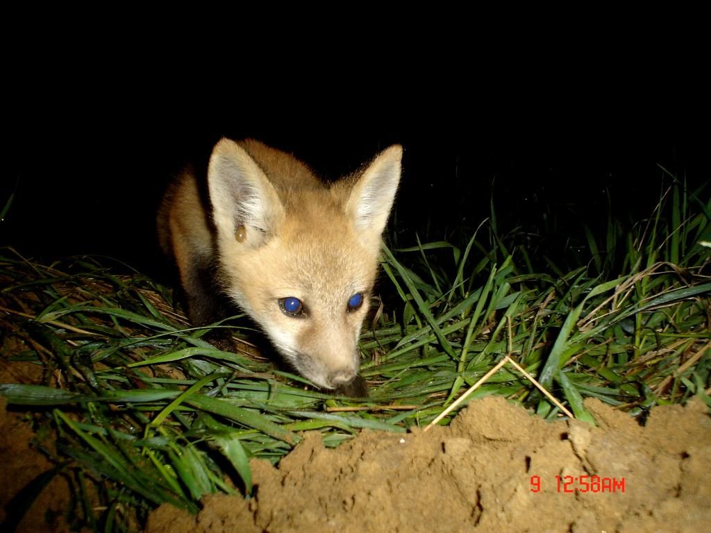 Foxpups105-09-20129.jpg