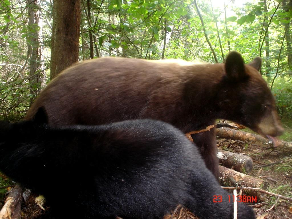Halfwaybait09-05-201293.jpg