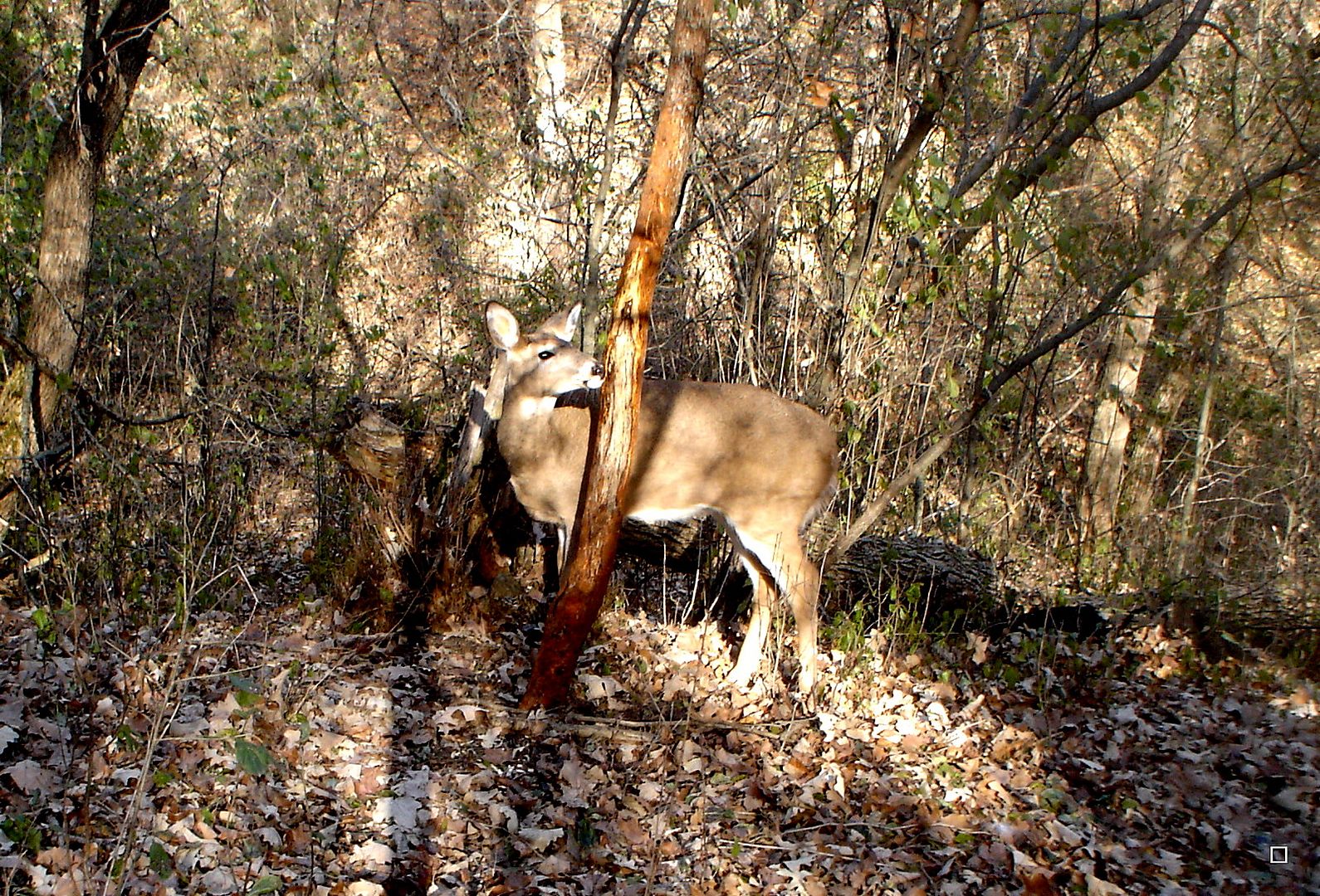 Holestand11-15-20123.jpg