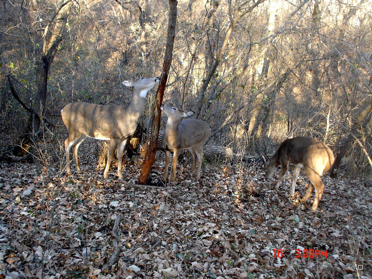 Holestand11-16-201253.jpg