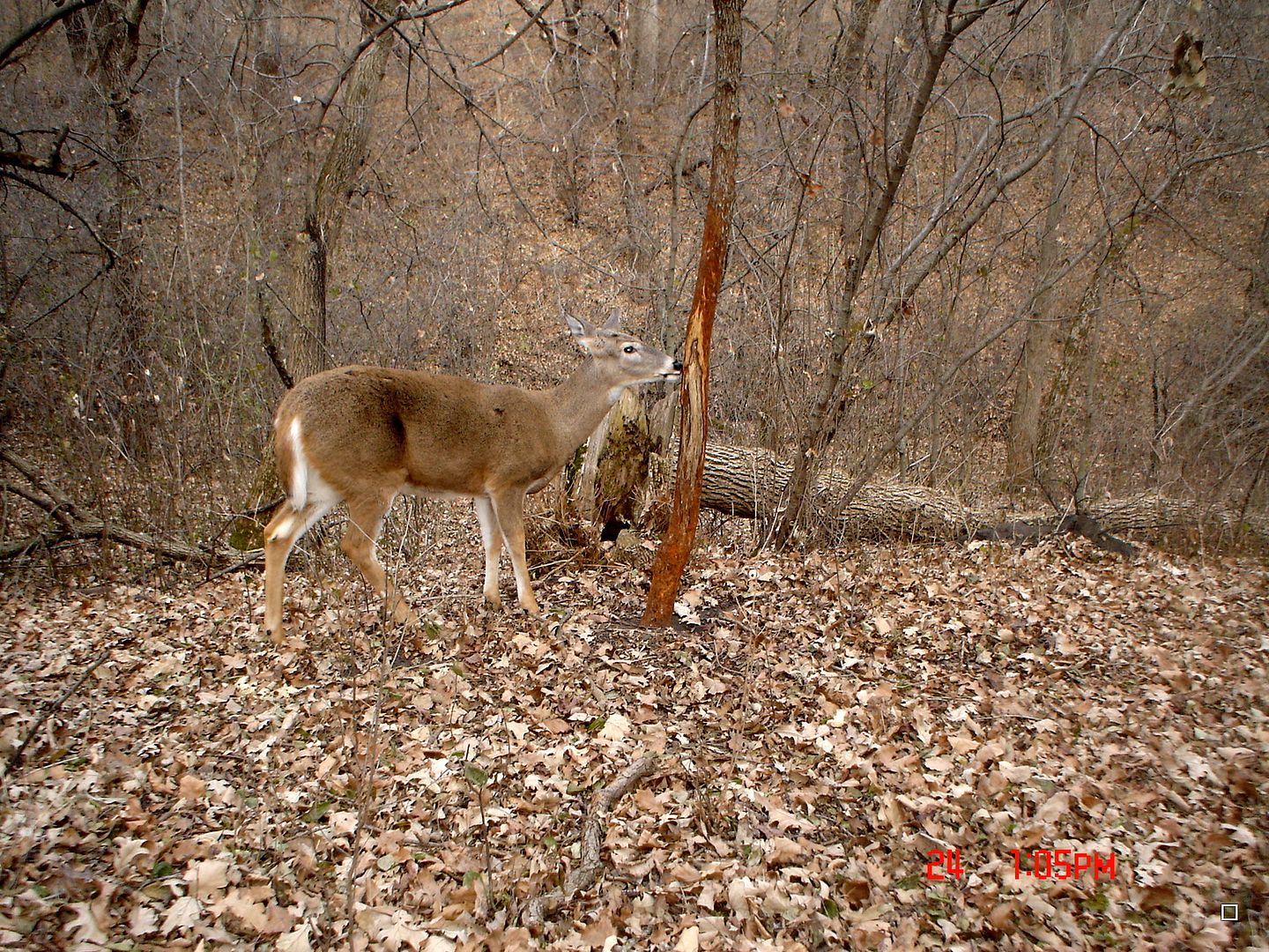 Holestand11-25-201269.jpg