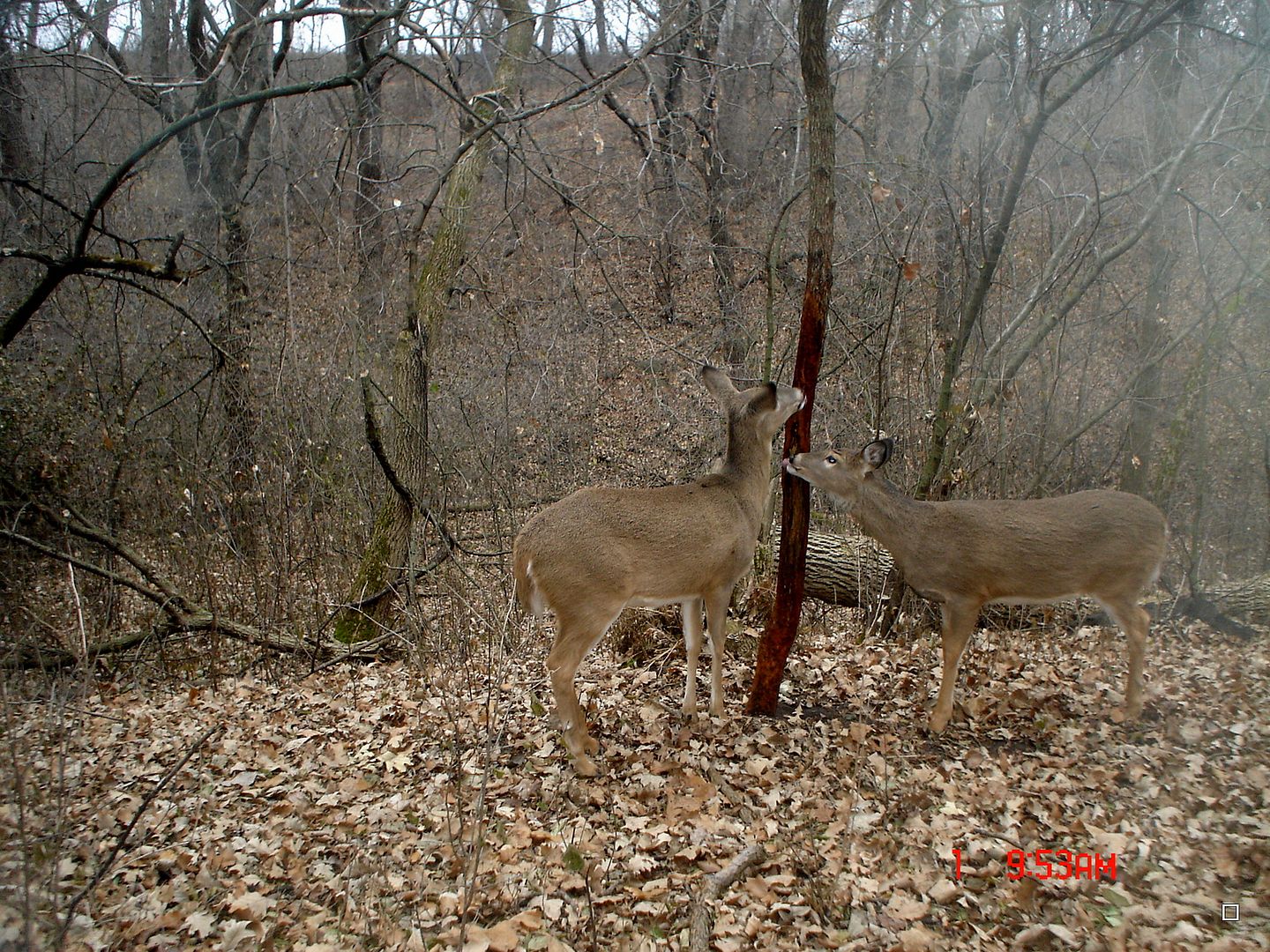 Holestand12-02-201267.jpg