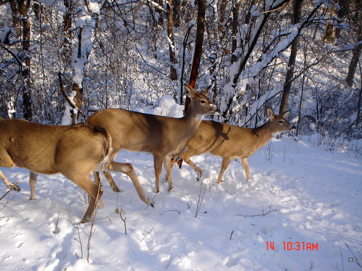 Holestand12-21-2012104.jpg