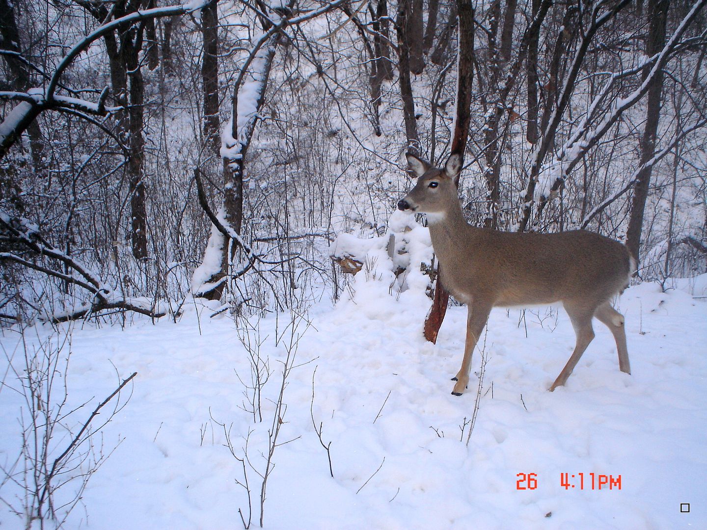 Holestand12-29-2012132.jpg