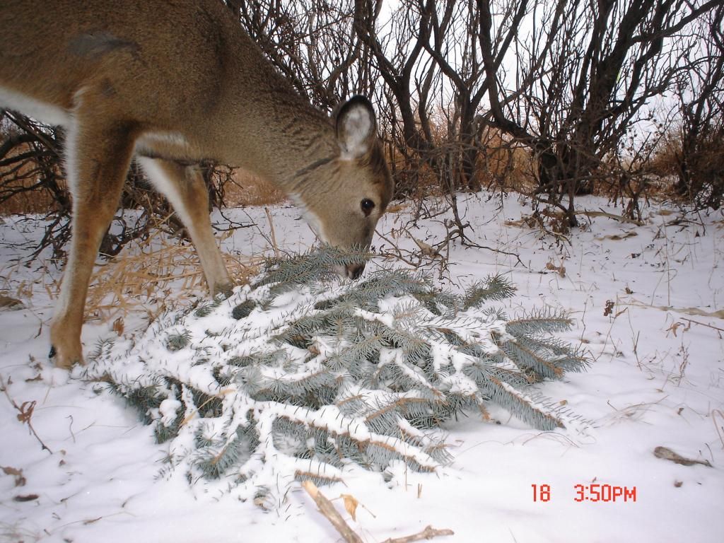 Johnsons01-20-20115.jpg