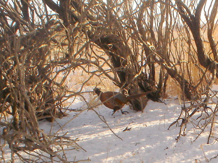 Johnsons03-15-20122-1.jpg