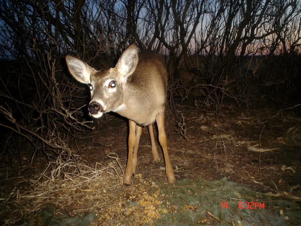 Johnsons03-15-201231.jpg