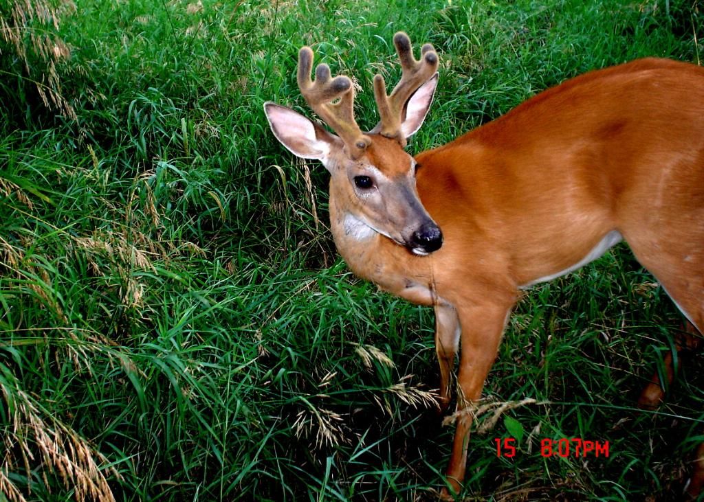 Rassmusens07-21-2012102.jpg